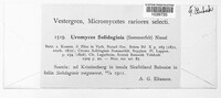 Uromyces solidaginis image